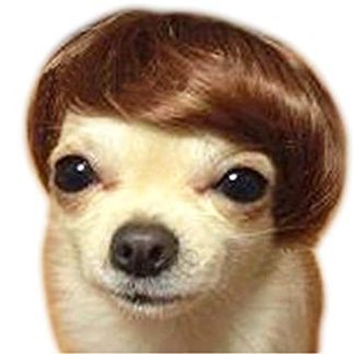 Wig for Dog